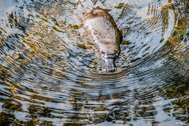 The plural of platypus is platypuses or platypi